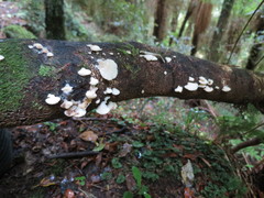 Favolaschia pustulosa