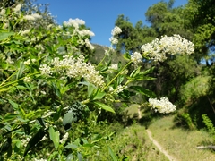 Ceanothus integerrimus