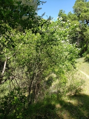 Ceanothus integerrimus