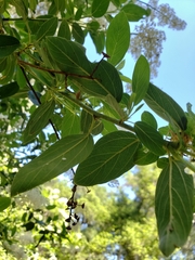 Ceanothus integerrimus