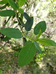Ceanothus integerrimus