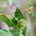 Acalypha welwitschiana Müll.Arg. 2