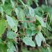 Acalypha welwitschiana Müll.Arg. 3