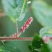 Acalypha welwitschiana Müll.Arg.