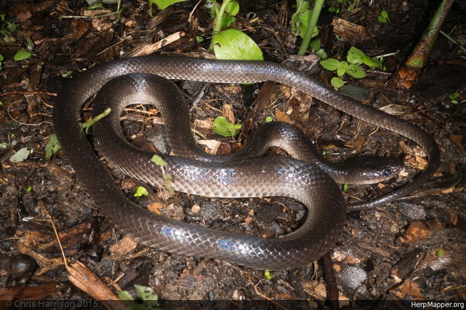 Slatey-grey snake (reptiles of australia) · iNaturalist