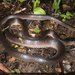 Slatey-grey Snake - Photo (c) Chris Harrison, some rights reserved (CC BY-NC), uploaded by Chris Harrison