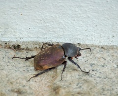 Chalcosoma
