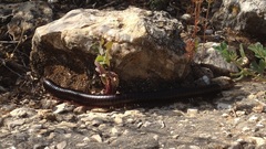 Archispirostreptus syriacus