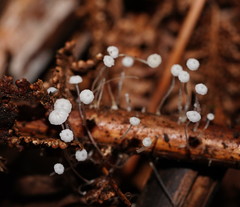 Mycena albidocapillaris