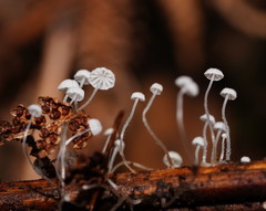 Mycena albidocapillaris