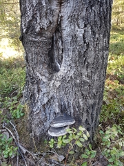 Phellinus populicola