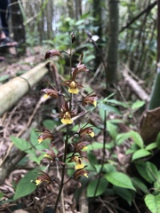 Tainia dunnii