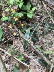 Tainia dunnii