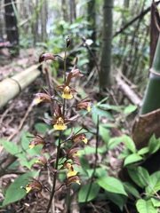 Tainia dunnii