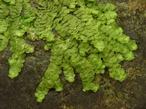 Image of Marchesinia mackaii by (c) Christian Berg, some rights reserved (CC BY)