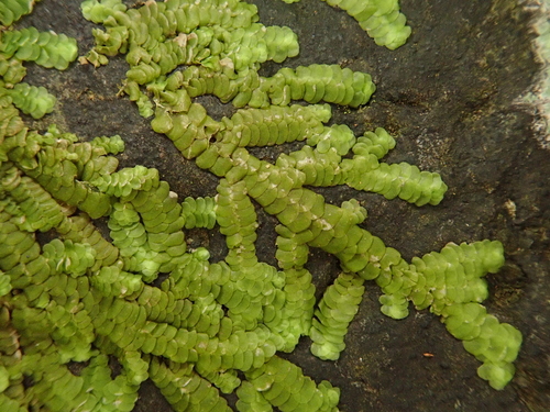Image of Marchesinia mackaii by (c) Christian Berg, some rights reserved (CC BY)