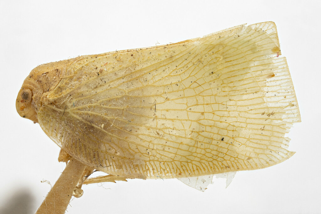 Ormenis quanta