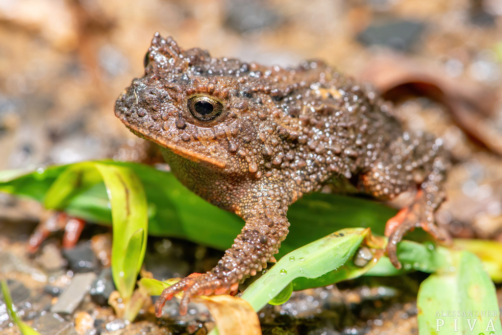 Horn Toad