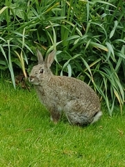 Oryctolagus cuniculus cuniculus