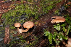 Armillaria hinnulea