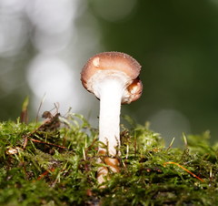 Armillaria hinnulea