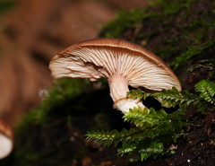 Armillaria hinnulea