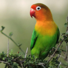 Fischer's Lovebird photo 5