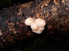 Mycena roseoflava