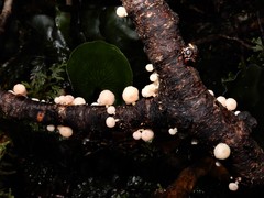 Mycena roseoflava