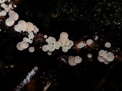 Mycena roseoflava