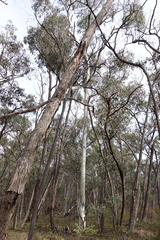 Eucalyptus rubida rubida