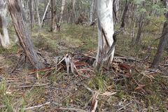 Eucalyptus rubida rubida