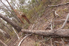 Eucalyptus goniocalyx goniocalyx