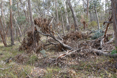 Eucalyptus goniocalyx goniocalyx