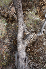 Eucalyptus goniocalyx goniocalyx