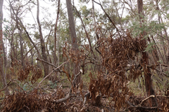 Eucalyptus goniocalyx goniocalyx