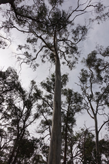 Eucalyptus rubida rubida