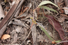 Eucalyptus rubida rubida