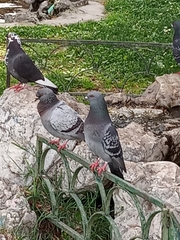 Columba livia domestica