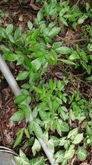 Ohwia caudata