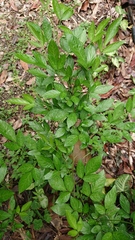 Ohwia caudata