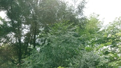 Calocedrus