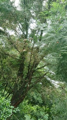 Calocedrus