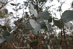 Eucalyptus rubida rubida
