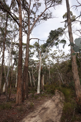 Eucalyptus rubida rubida