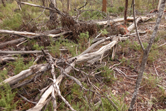 Eucalyptus rubida rubida