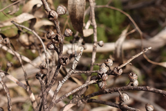 Eucalyptus rubida rubida