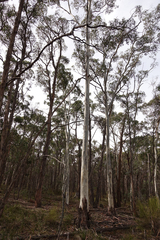 Eucalyptus rubida rubida