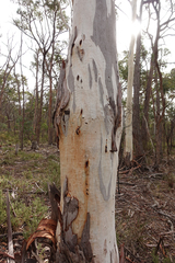Eucalyptus rubida rubida