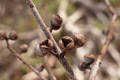Eucalyptus rubida rubida